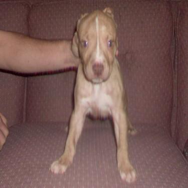 Wrights Doxer Pit Bull.jpg